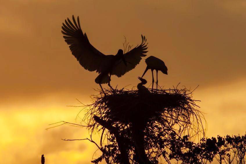 Pantanal Jungle Lodge Passo do Lontra Екстер'єр фото