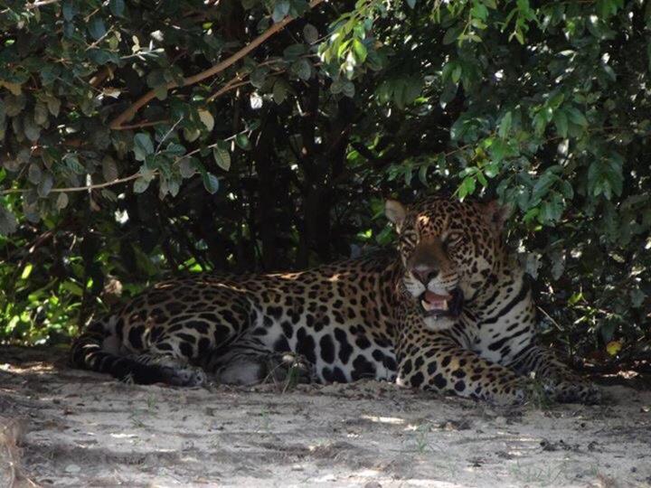 Pantanal Jungle Lodge Passo do Lontra Екстер'єр фото