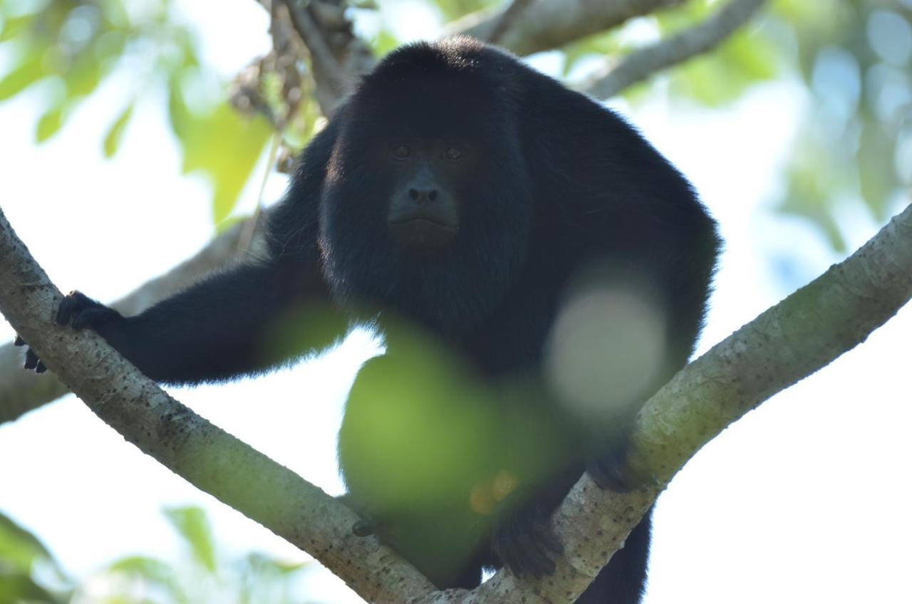 Pantanal Jungle Lodge Passo do Lontra Екстер'єр фото