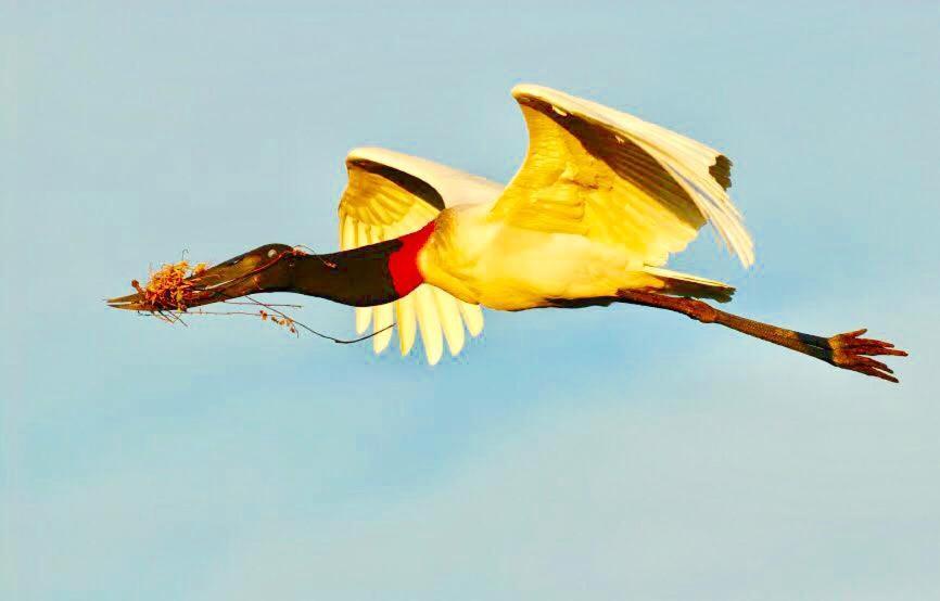 Pantanal Jungle Lodge Passo do Lontra Екстер'єр фото